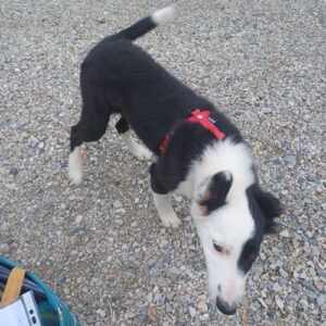 Api-500-300x300 Vos chiens