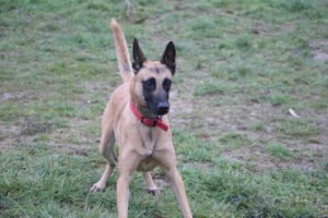WhatsApp-Image-2026-01-20-at-21.09.453-300x200 Vos chiens