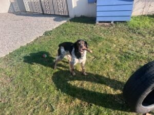 sunka-300x225 Vos chiens