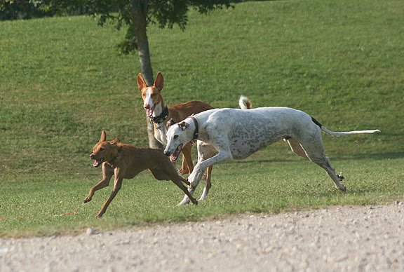 funny-course-levrier Funny
