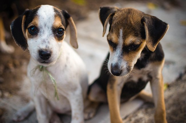 groupe-1-dogs-6325117_1280 Achat d’un chiot