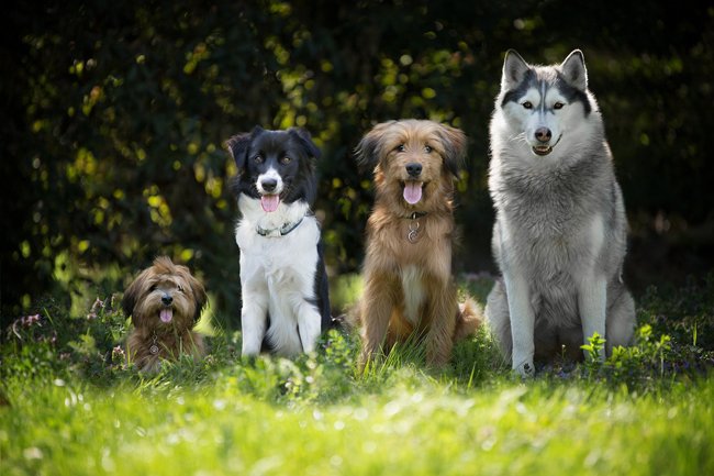 groupe-3-dogs-4189517_1280 Garderie du jeudi