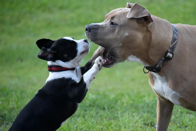 heureux-dogs-7234475_1280 Garderie du jeudi