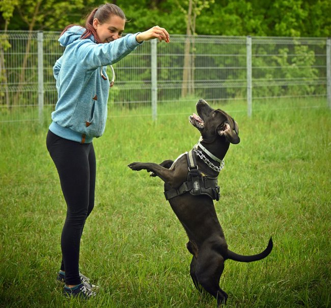 trick-dog-7087887_1280 Bilan éducatif