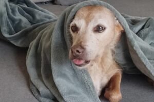 funny-333-X-500-300x200 Vos chiens