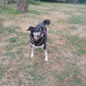 20250728_080717-300x300 Vos chiens