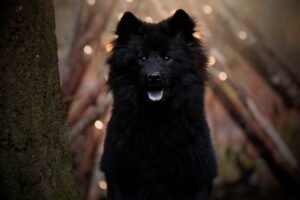 WhatsApp-Image-2025-08-01-at-16.37.16-300x200 Vos chiens