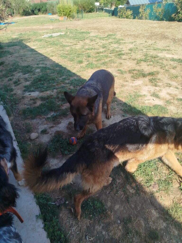 WhatsApp-Image-2026-07-17-at-19.29.56-768x1024 Apéro canin du 17 juillet 2026