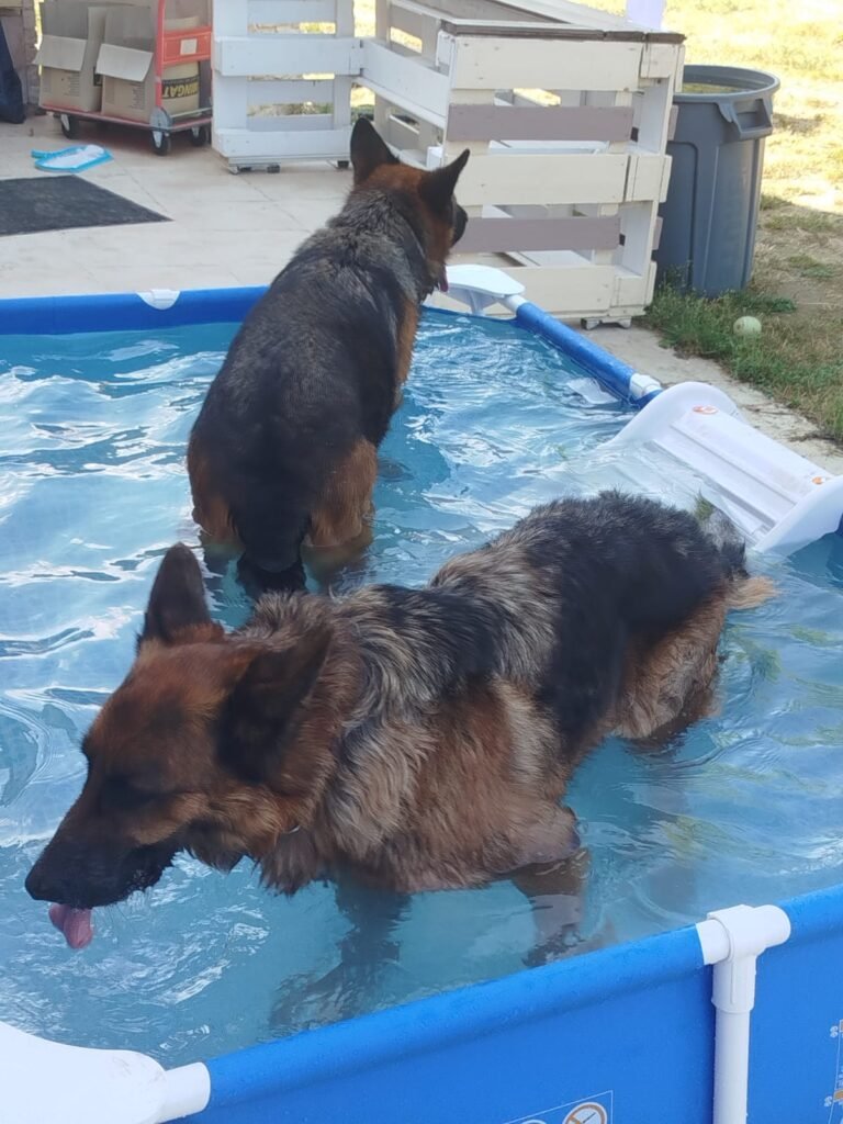 WhatsApp-Image-2026-07-17-at-19.29.58-1-768x1024 Apéro canin du 17 juillet 2026