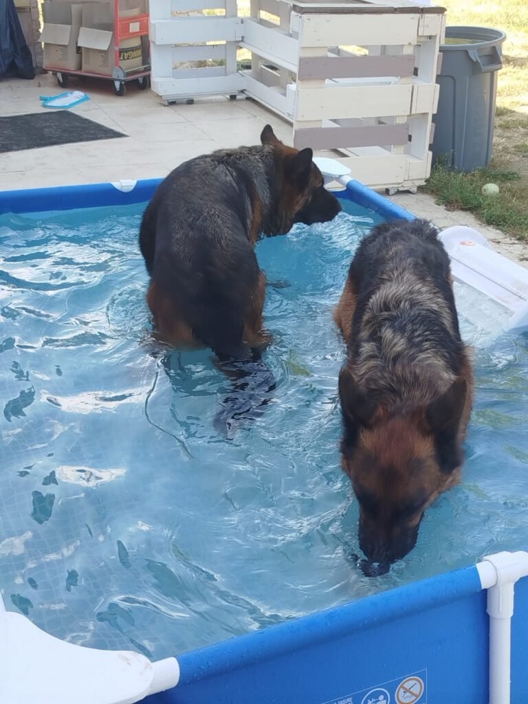 WhatsApp-Image-2026-07-17-at-19.29.58-768x1024 Apéro canin du 17 juillet 2026